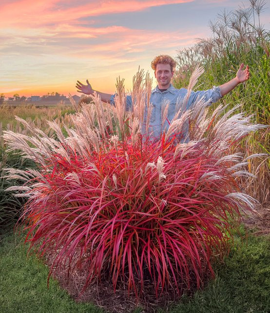 Miscanthus 'Lady in Red®' Ziergras - Bild 1