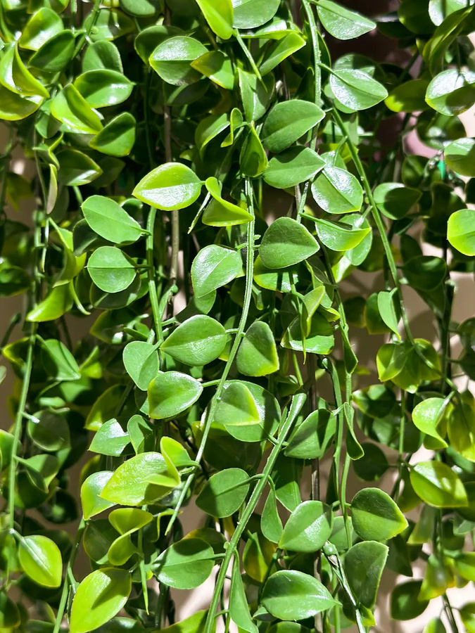 Künstlicher Kletterficus Robin von artplants in Grün, Höhe: 80 cm - Bild 2