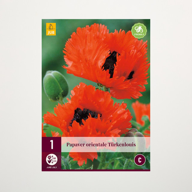 Türkischer Mohn Türkenlouis Wurzel von BLUME2000 für dein Staudenbeet - Bild 1