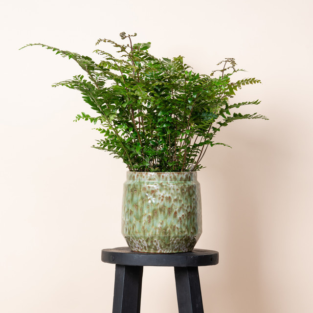 Keramik Übertopf BLUME2000 für Tischdeko in Grün, Höhe: 19,0 cm, Breite: 17,0 cm, Tiefe: 6,5 cm - Bild 1