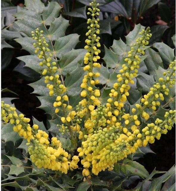 Mahonia media Winter Sun Hochstamm gelber Strauch für den Garten, Höhe: 80 cm - Bild 1