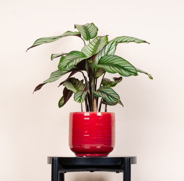 Moderner Keramik Übertopf von BLUME2000 in Rot, rund, Höhe: 15,5 cm, Breite: 14,7 cm - Bild 1