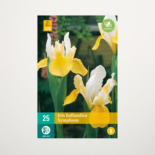 Holländische Schwertlilie Symphony von BLUME2000 mit 25 Knollen für Gartenbeete, Balkon oder als Schnittblume - Bild 1
