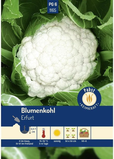 Pabst Keimkraft Blumenkohl Saatgut für Frühjahr und Sommer - Bild 1