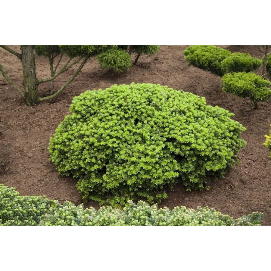 Abies Koreana Brillant Koreatanne Kompakt, silbergrüne Konifere für Garten und Innenräume, Höhe: 30 cm - Bild 2