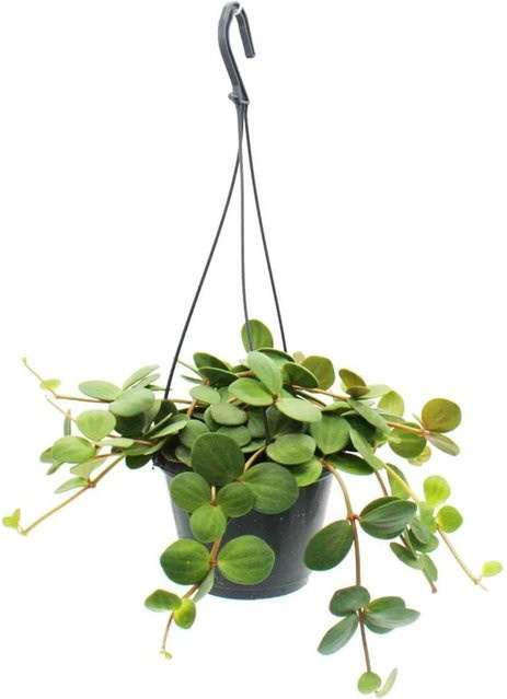 Exotenherz Zimmerpflanze Peperomia Tetraphylla Hängender Zwergpfeffer in grüner Ampel - Bild 1
