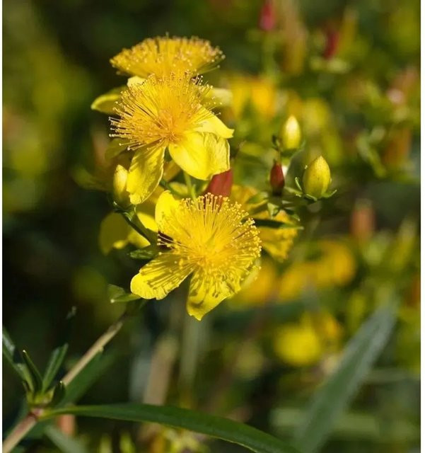 Großblumiges Johanniskraut Buttercup Hypericum gelber Strauch Höhe: 30-40 cm - Bild 1