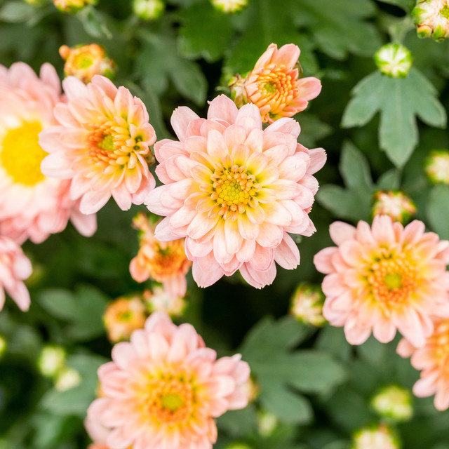 BIO Garten-Chrysantheme Shippie Apricot von BLUME2000, 3 Stück - Bild 1