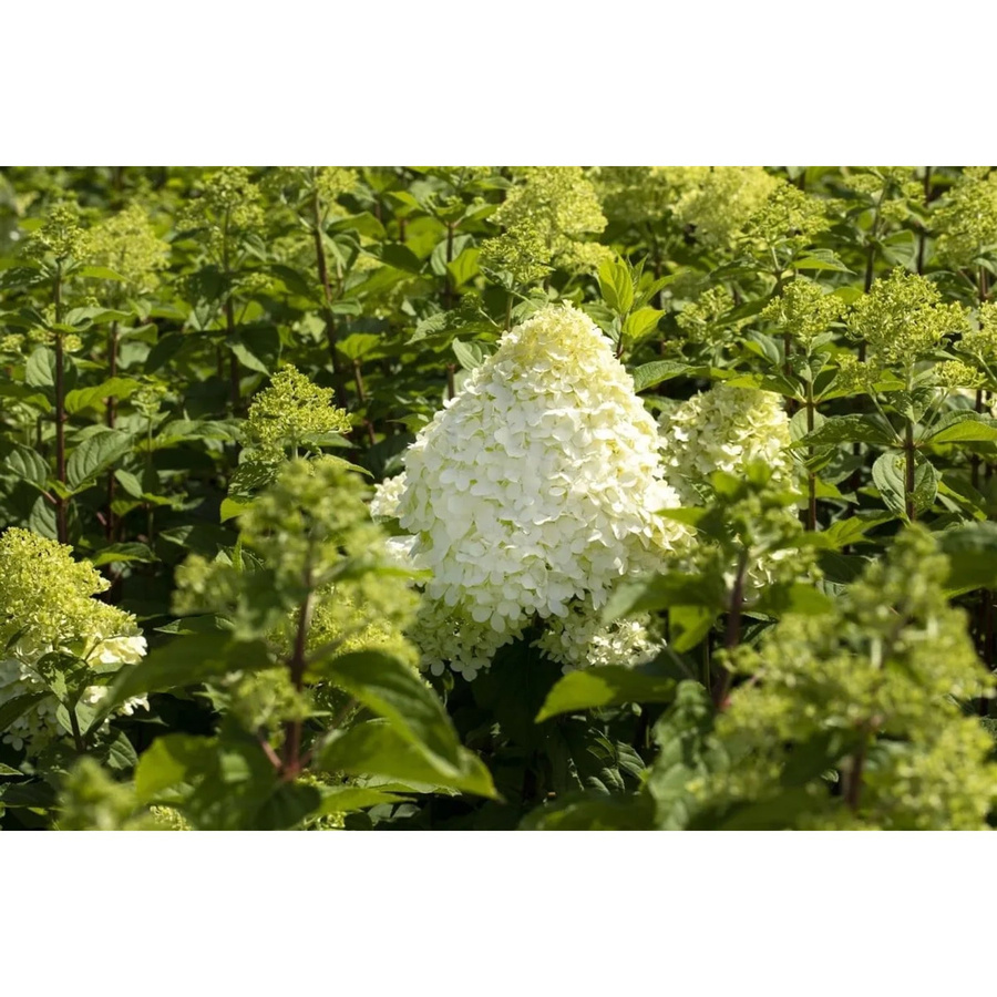 Rispenhortensie Hercules Hydrangea Paniculata mit Blütezeit von Juli bis Oktober - Bild 2