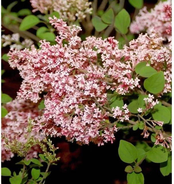 Syringa Zwergflieder Tinkerbelle BAILEY Nurseries, pinker Zierstrauch für den Garten, Höhe: 80-100 cm - Bild 1