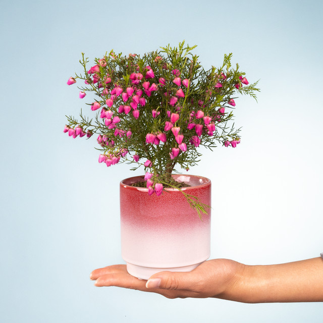 Boronia BLUME2000 Übertopf aus Keramik für sonnige bis halbschattige Lagen - Bild 1