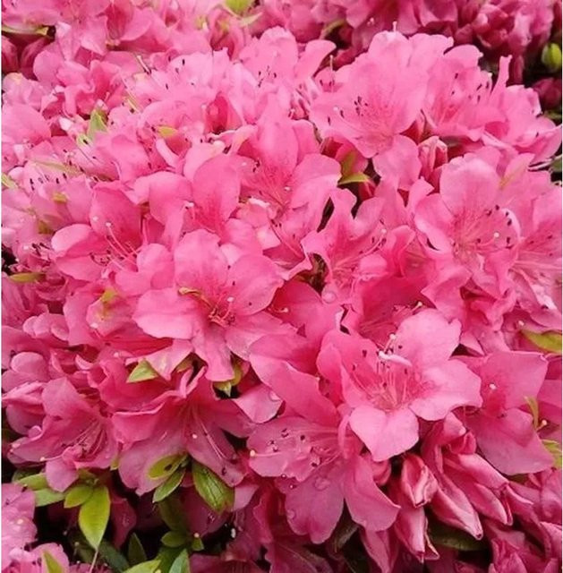 Kriechende Immergrüne Zwerg Azalee Talamanca Rhododendron nakaharai in Pink, Höhe: 30-40 cm - Bild 1