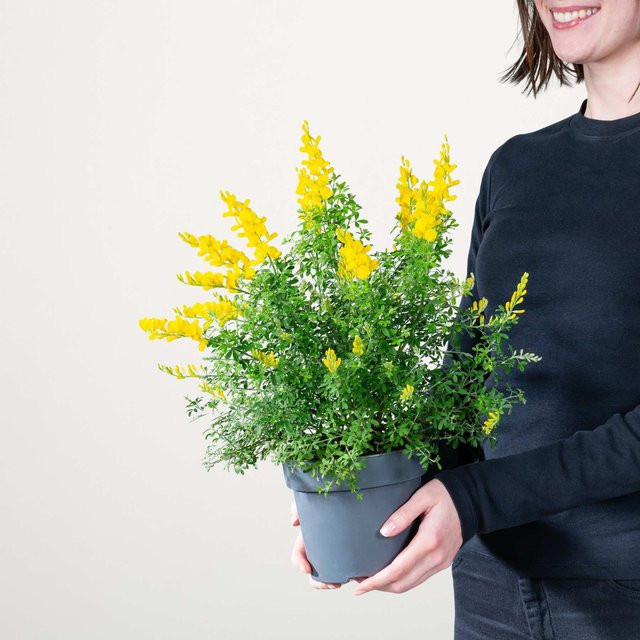 Cytisus Ginster Racemosus von BLUME2000 als Strauch für Balkon, Terrasse und Kübel - Bild 1