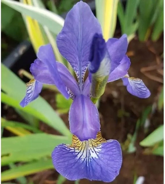 Sibirische Schwertlilie Caesar Iris sibirica in lila, mehrjährige Gartenpflanze von Nr-01.de - Bild 1
