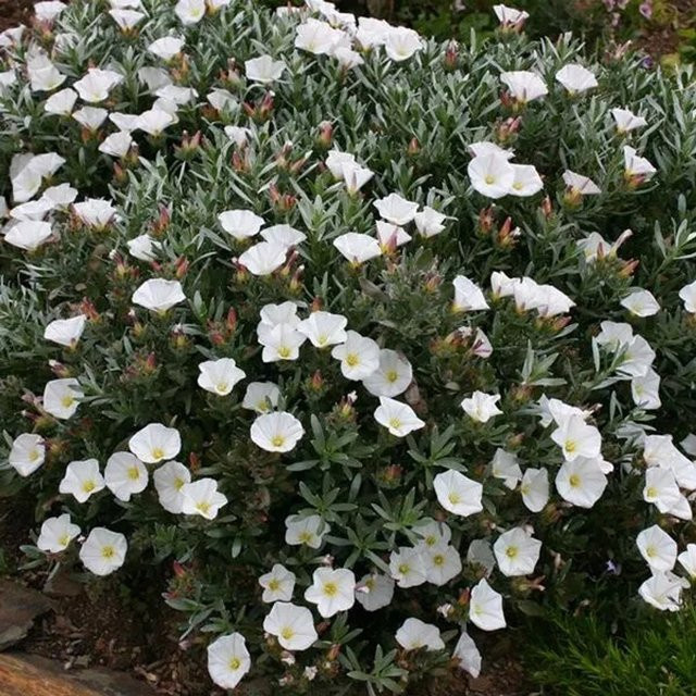 Arborix Silberwinde Convolvulus cneorum mit silbrigem Laub in weißer Farbe, Höhe: 25 bis 30 cm - Bild 1