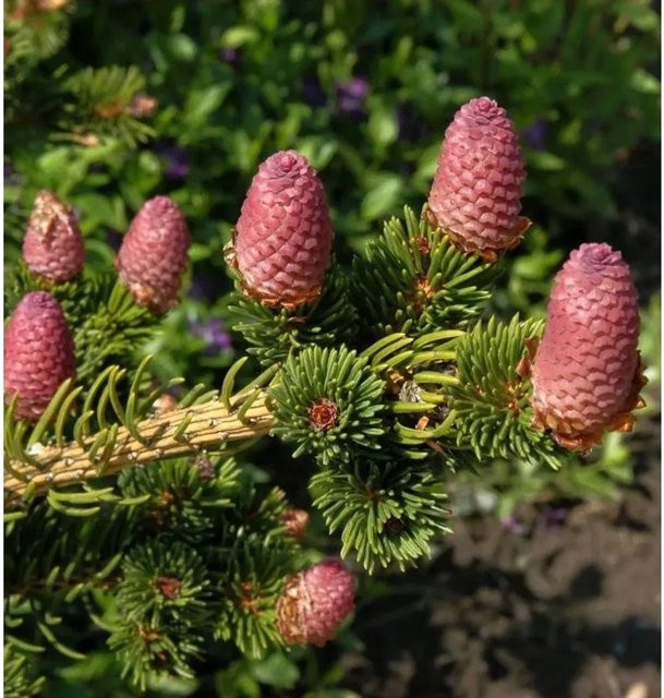 Zapfenfichte Lucky Strike Picea pungens blau-grün 70-80 cm - Bild 1