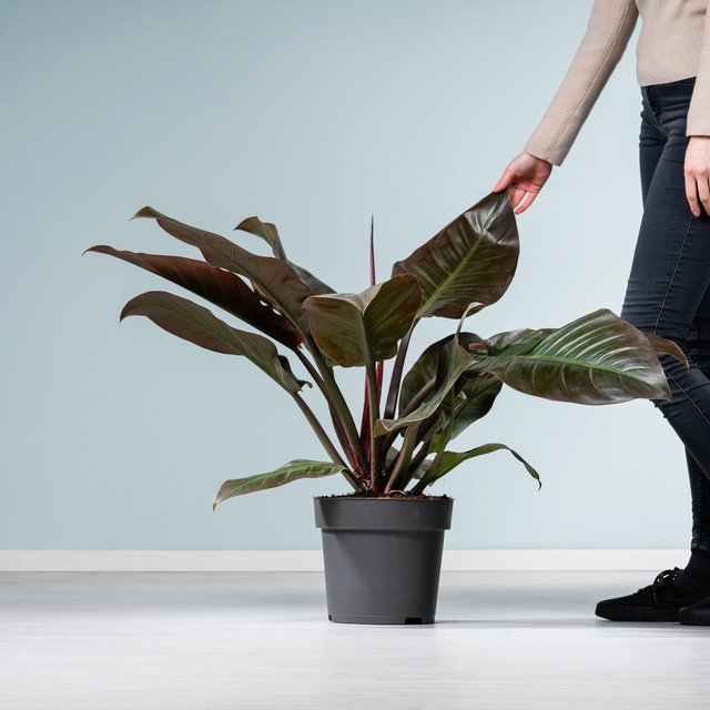 Philodendron Imperial Red Zimmerpflanze von BLUME2000 in Rot, Braun und Grün - Bild 1