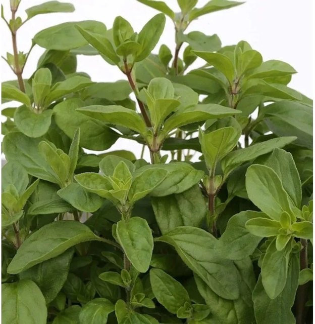 Majoran Origanum majorana als grüne Staude im Topf von Die Nr-01.de - Bild 1