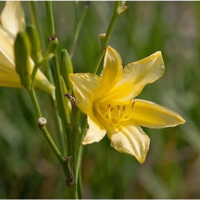 Hemerocallis altissima Hohe Taglilie gelb von Nr-01.de als mehrjährige Gartenpflanze im Topf - Bild 1