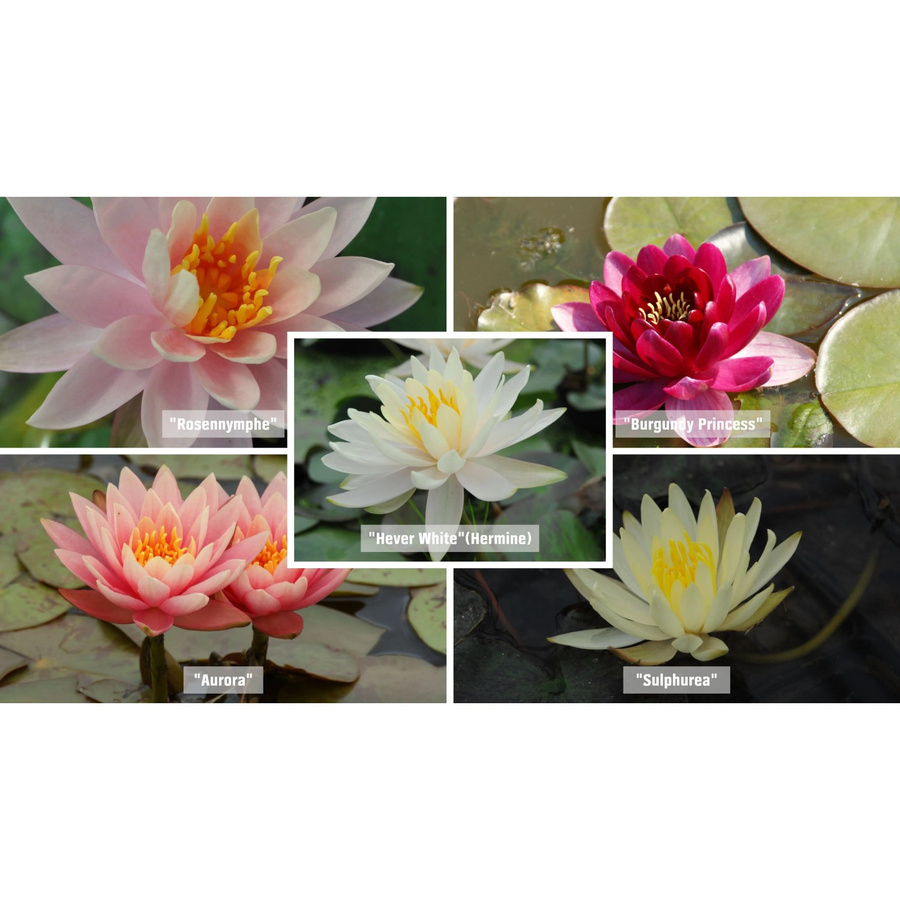 GROW by OBI Seerosen Set Nymphaea für den Gartenteich, pflegeleicht, Topf Höhe: 11 cm - Bild 2