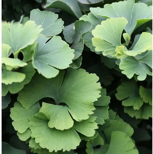 Ginkgo biloba Fächerblattbaum Troll, grün, Höhe: 25-30 cm - Bild 1