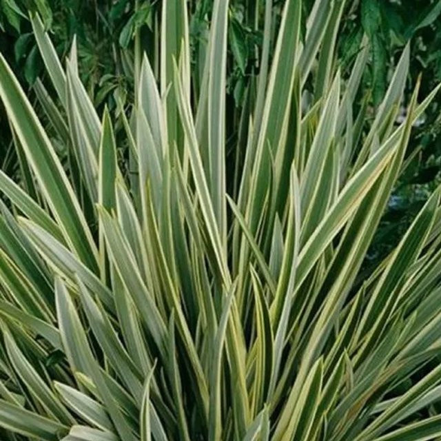 Arborix Neuseelandflachs Variegatum Phormium tenax, Immergrüne Zierpflanze im Container, Höhe: 60 bis 80 cm - Bild 1