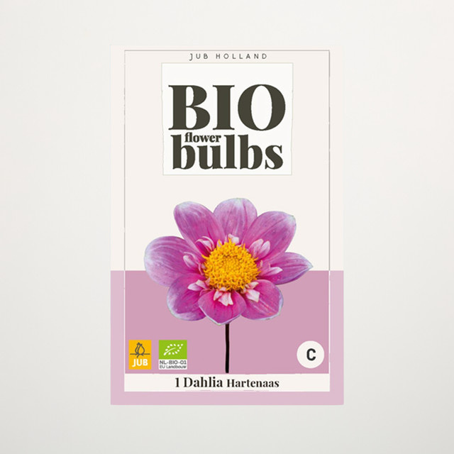 BIO Dahlie Hartenaas Knolle von BLUME2000 - Bild 1
