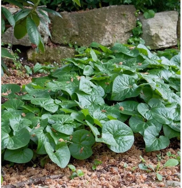 Große Chinesische Haselwurz Giant Asarum maximum als mehrjährige Zierpflanze in den Farben Grün und Violett von Nr-01.de - Bild 1