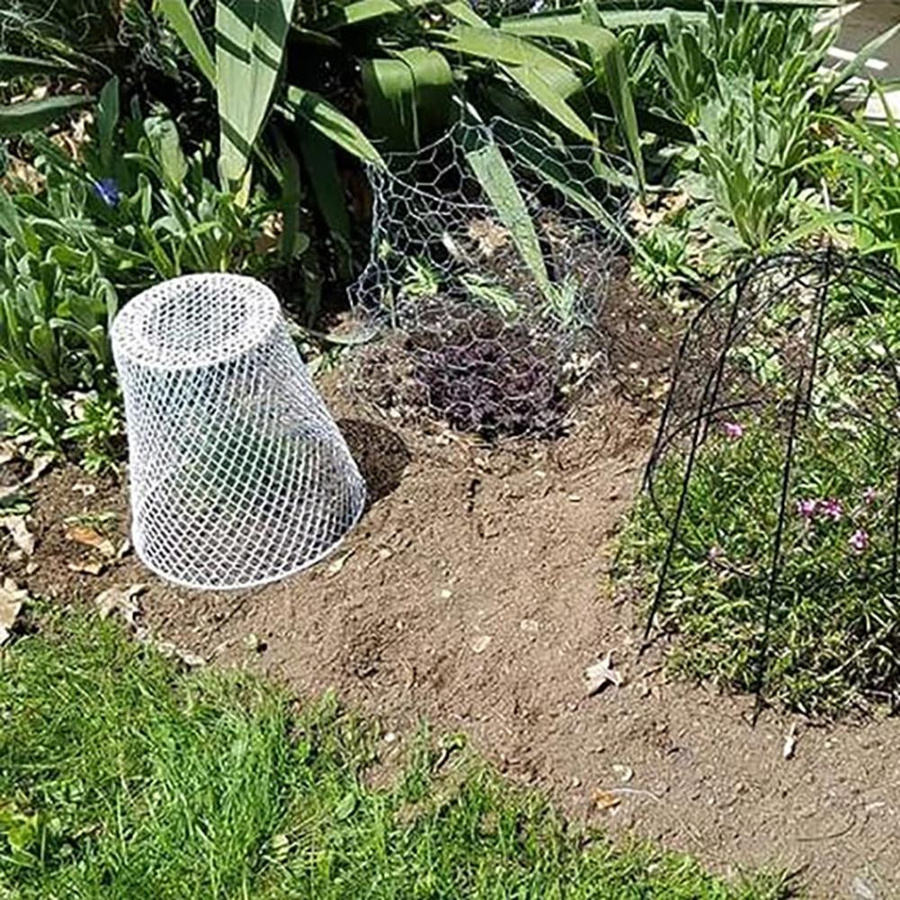 2 Stück Pflanzenschutzdraht Cloche aus Metall und PVC als Pflanzenschutz für Blumen und Gemüse - Bild 2