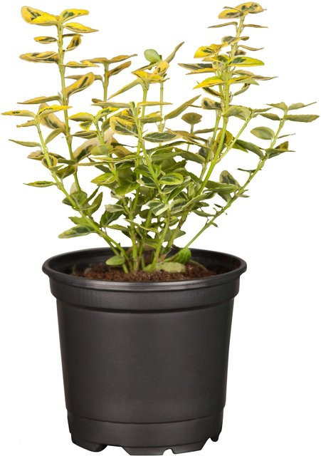 Euonymus fortunei Helix Emerald Gold Kriechspindel Bodendecker Strauch, Topf-Ø: 9 cm - Bild 1