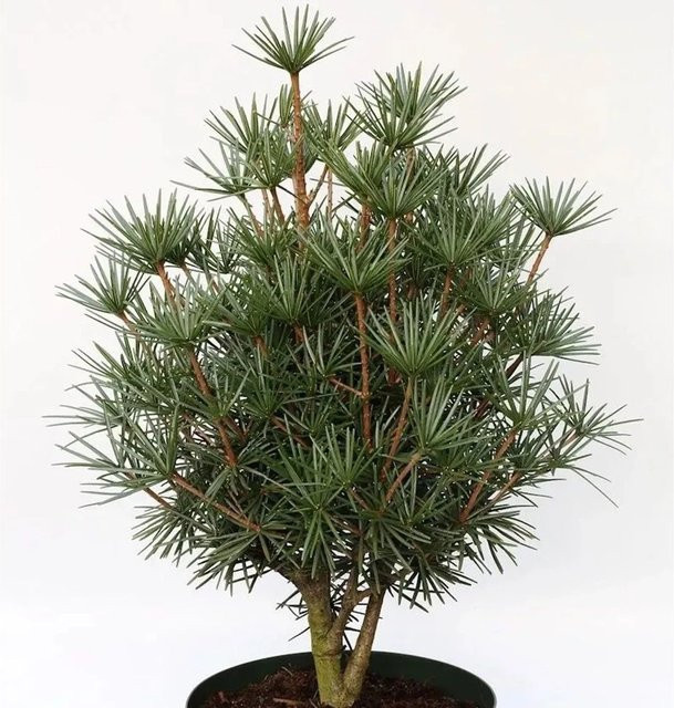 Japanische Zwerg Schirmtanne Kobito Sciadopitys verticillata, grün, Höhe: 50-60 cm - Bild 1