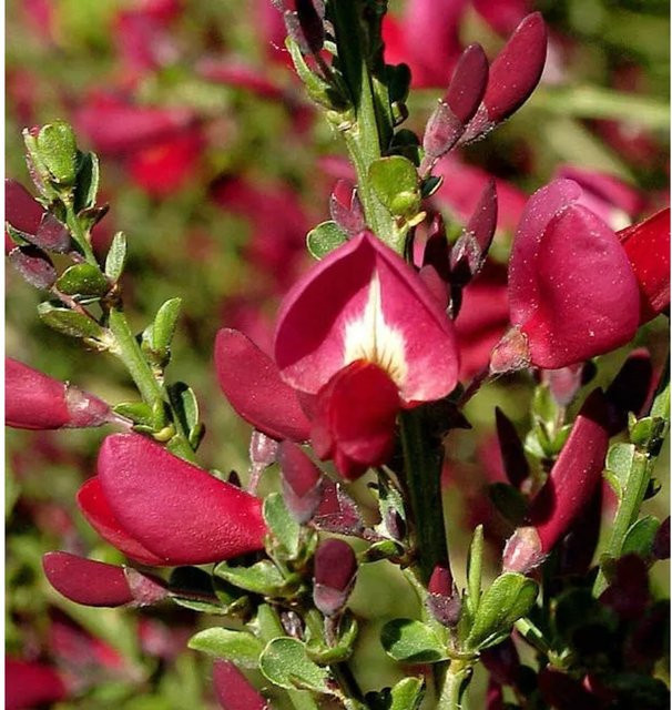 Edelginster Booskop Ruby Cytisus scoparius rote Zierstrauch für den Garten - Bild 1