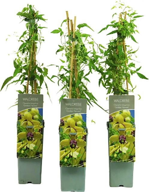 Clematis tangutica Gold-Waldrebe Harvest Kletterpflanze von GROW by OBI im Topf - Bild 1
