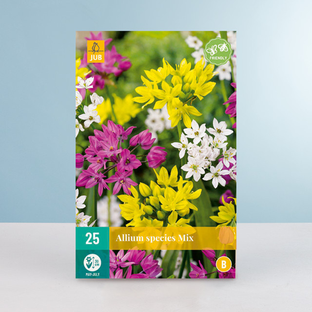 Allium Mix Zwiebeln von BLUME2000 mit 25 Stück - Bild 1
