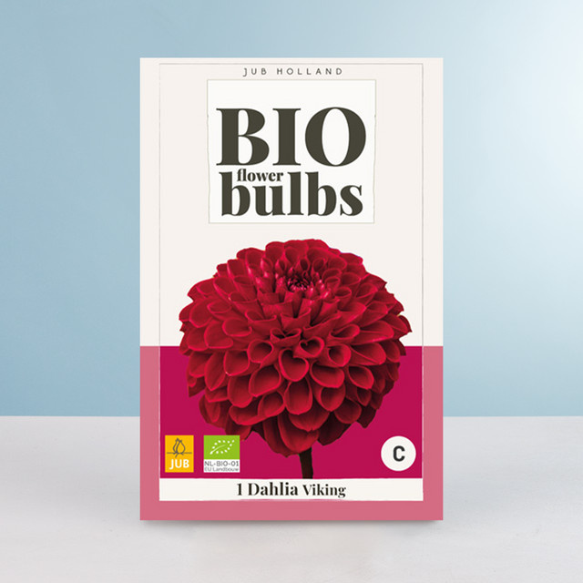 BIO Dahlie Viking Knolle von BLUME2000 - Bild 1