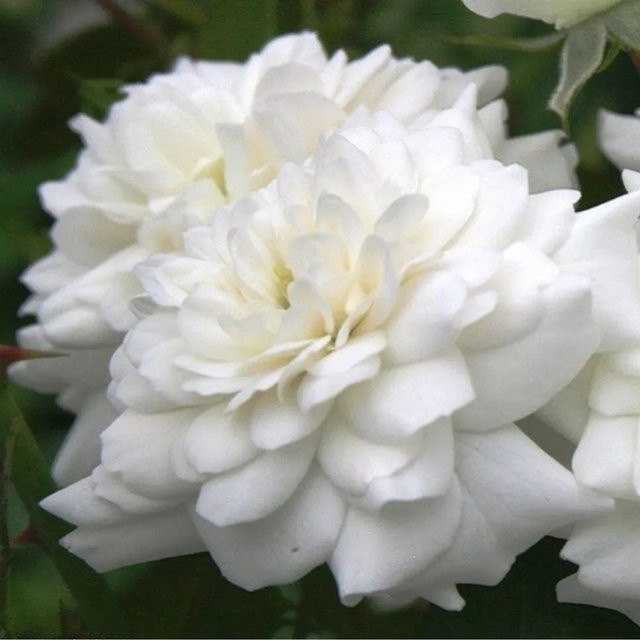Bodendeckerrose Sea Foam von arborix in Rosa mit weißen Blüten - Bild 1