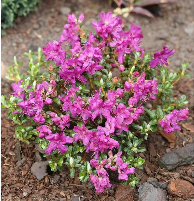 Rhododendron radistrotum Kriech- und Zwerg-Rhododendron Select als bodendeckender Zierstrauch für Garten und Kübelpflanzung, Topfgröße: 25-30 cm - Bild 1