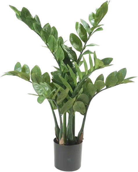 Künstliche Zamioculcas Elena von Aplanta in Grün, Höhe: 70 cm - Bild 1