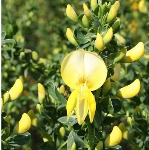 Schmuckginster Luna Cytisus scoparius gelber Zierstrauch für deinen Garten - Bild 1