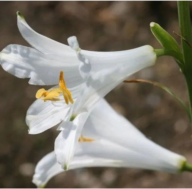 Weiße Paradieslilie Paradisea iliastrum als mehrjährige Staude im Topf von Nr-01.de - Bild 1