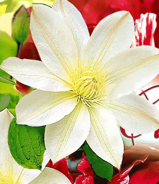 Clematis Madame Le Coultre Clematis-Sorte - Bild 1