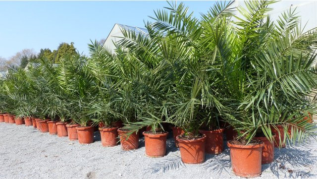 2 Stück Phoenix canariensis Kanarische Dattelpalme von Grünwaren, Höhe: 180 cm, winterhart für innen und außen - Bild 1
