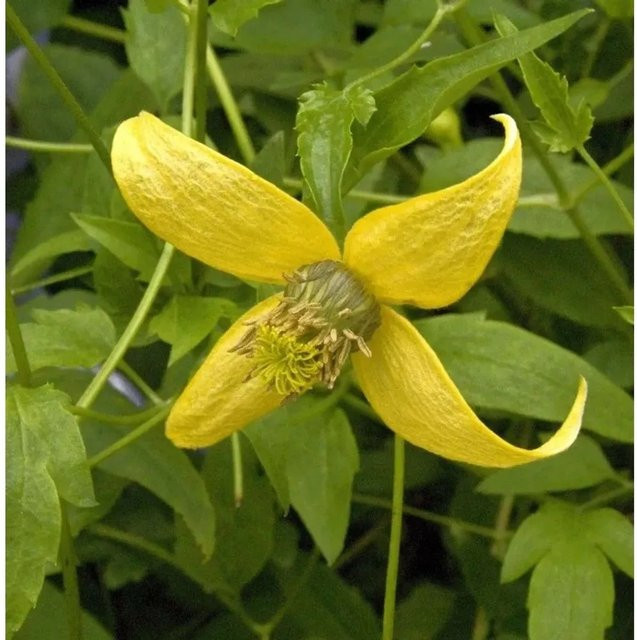 Clematis tangutica Golden Harvest Gold Waldrebe Kletterpflanze für den Garten, Farbe: Gelb/Gold - Bild 1