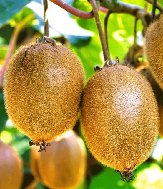 Selbstfruchtende Kiwi Solissimo Renact mit großen Früchten - Bild 1
