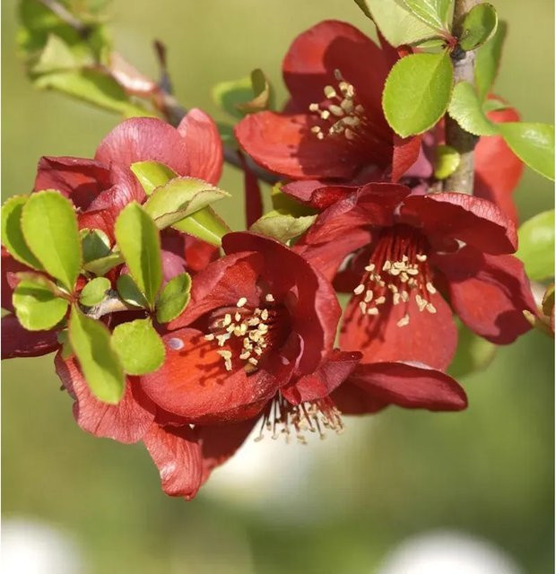 Hochstamm Zierquitte Chaenomeles Crimson and Gold als Solitärpflanze, Höhe: 80-100 cm - Bild 1