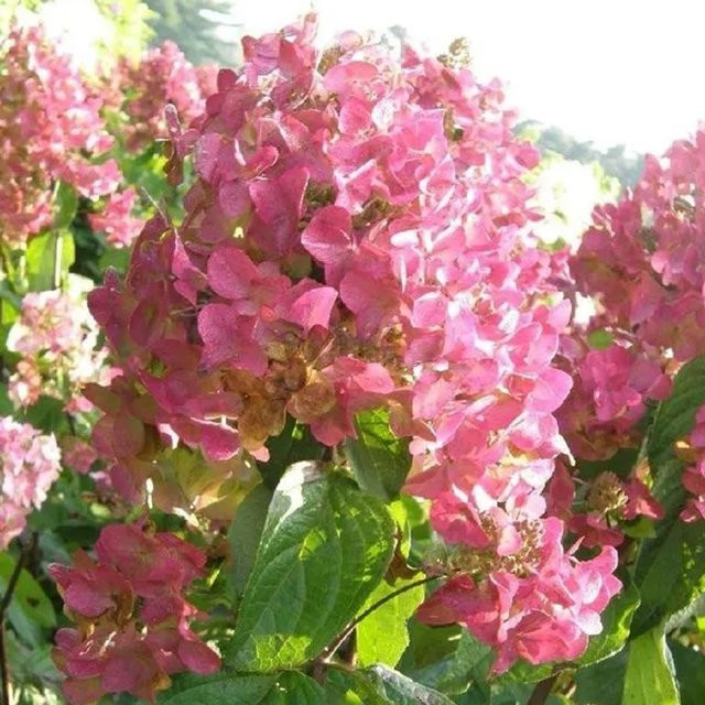 Arborix Rispenhortensie Mega Mindy Hydrangea paniculata mit rosaweißen Blütenrispen im Container, Höhe: 40 bis 50 cm - Bild 1