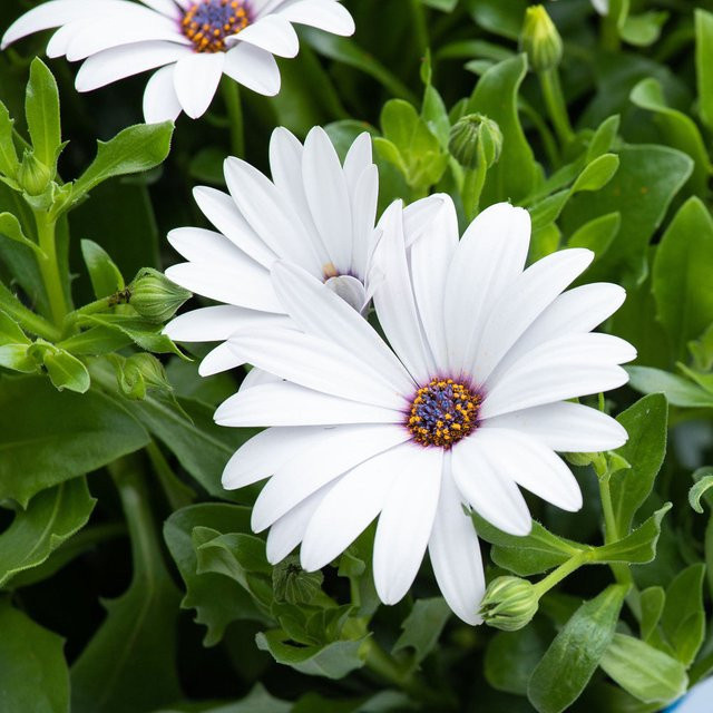 Weiße Kapkörbchen Osteospermum als Zierstrauch für Sommer und Herbst von Mein schöner Garten Shop - Bild 1
