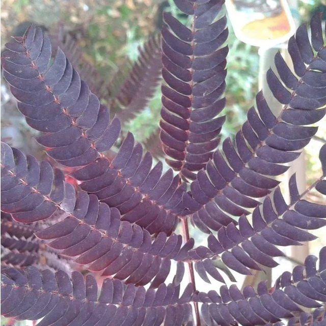 Arborix Seidenbaum Summer Chocolate Albizia julibrissin mit dunklem Laub im Container - Bild 1