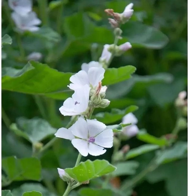 Malva moschata Moschus Malve Stauden von Die Nr-01.de - Bild 1