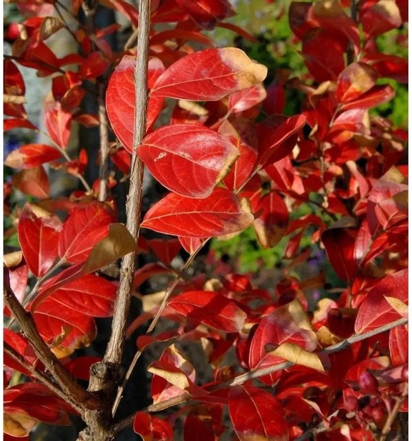 Chinesische Kräuselmyrte Enduring Red Lagerstroemia indica Hochstamm, Farbe: Rot, Höhe: 40-60 cm - Bild 1
